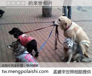 🪚 來世的未來相片