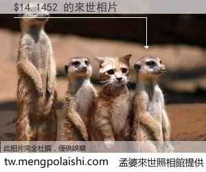 $14.1452 來世的未來相片