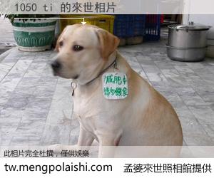 1050 ti 來世的未來相片