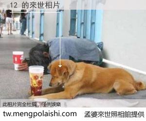 12 來世的未來相片