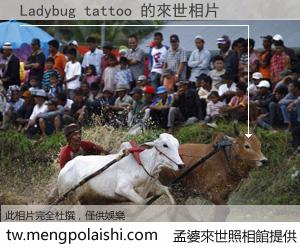 Ladybug tattoo 來世的未來相片