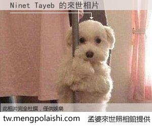 Ninet Tayeb 來世的未來相片