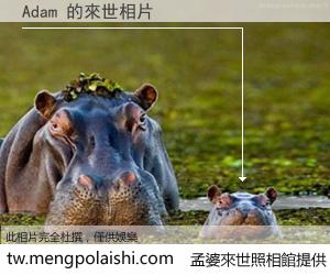 Adam 來世的未來相片