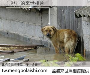 [-9*i 來世的未來相片