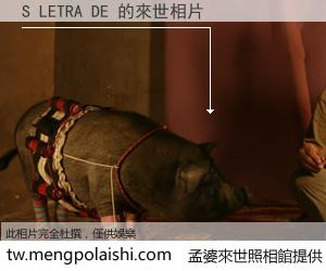 S LETRA DE 來世的未來相片