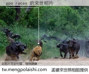 gpo races 來世的未來相片