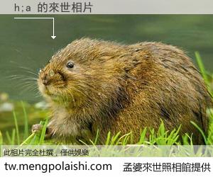 h;a 來世的未來相片