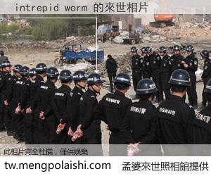 intrepid worm 來世的未來相片