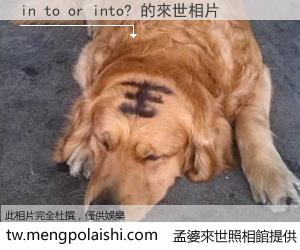 in to or into? 來世的未來相片