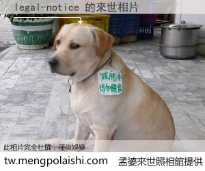 legal-notice 來世的未來相片