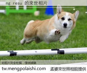ng resu 來世的未來相片