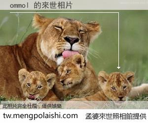 ommol 來世的未來相片