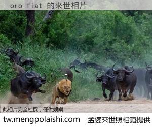 oro fiat 來世的未來相片