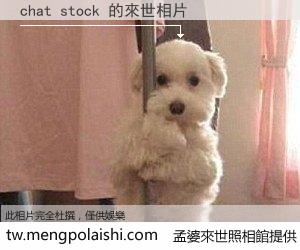 chat stock 來世的未來相片
