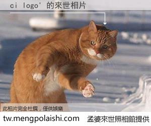 ci logo' 來世的未來相片