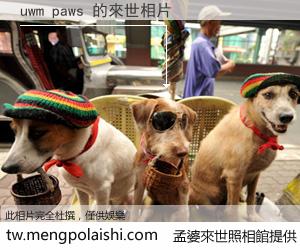 uwm paws 來世的未來相片