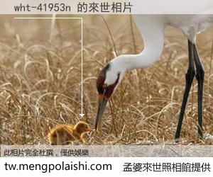 wht-41953n 來世的未來相片