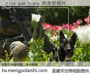rice gum trans 來世的未來相片