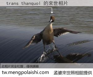 trans thanquol 來世的未來相片