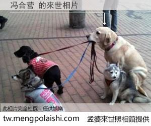 冯合营 來世的未來相片