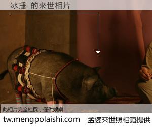 冰捶 來世的未來相片