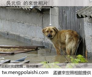 吳元伯 來世的未來相片