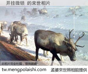 开挂微锁 來世的未來相片