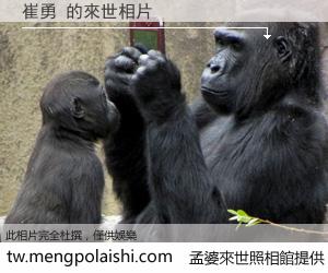 崔勇 來世的未來相片