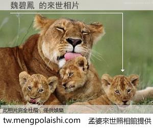 魏碧鳳 來世的未來相片