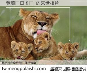 黃琬𤧟 來世的未來相片