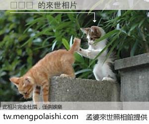 남정임 來世的未來相片