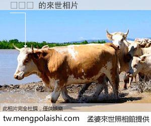 타자화 來世的未來相片