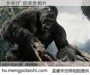 かかげ 來世的未來相片