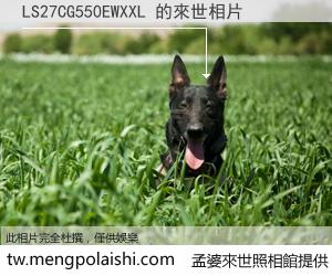 LS27CG550EWXXL 來世的未來相片