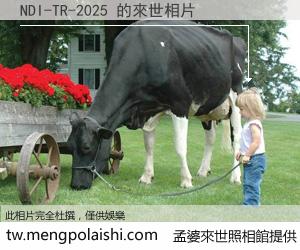 NDI-TR-2025 來世的未來相片