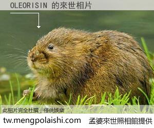 OLEORISIN 來世的未來相片