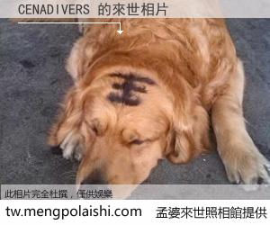 CENADIVERS 來世的未來相片