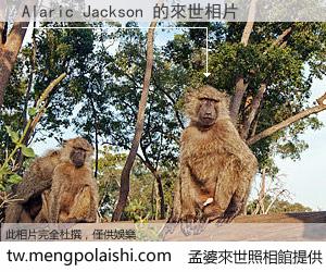 Alaric Jackson 來世的未來相片