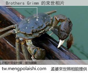 Brothers Grimm 來世的未來相片