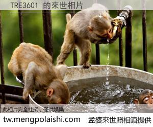 TRE3601 來世的未來相片