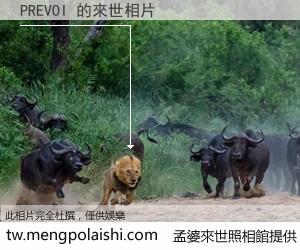 PREVOI 來世的未來相片