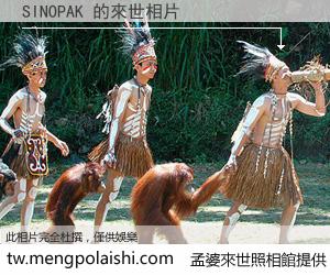 SINOPAK 來世的未來相片