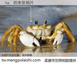 ha, 來世的未來相片