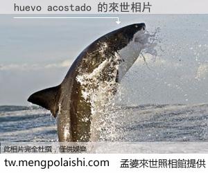 huevo acostado 來世的未來相片