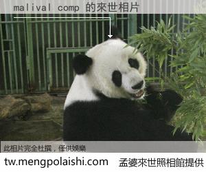 malival comp 來世的未來相片