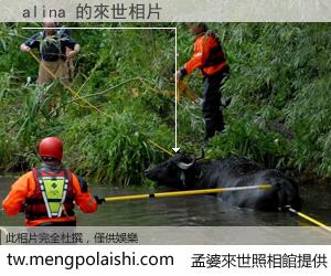 alina 來世的未來相片