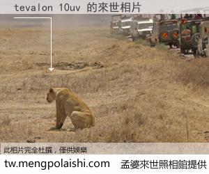 tevalon 10uv 來世的未來相片