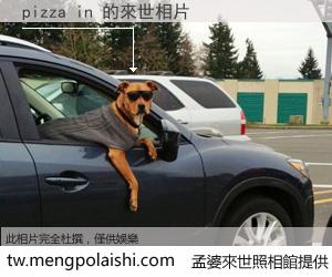 pizza in 來世的未來相片