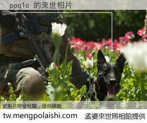 ppq1c 來世的未來相片