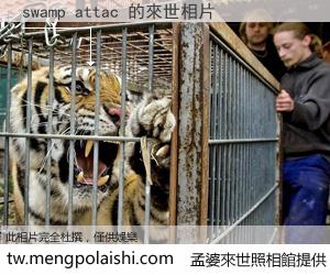 swamp attac 來世的未來相片